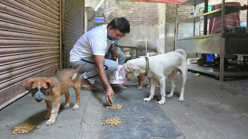 महाराष्ट्र के ठाणे में स्ट्रे डॉग्स को खाना खिलाता एक शख्स। भारत में कोरोना वायरस के शिकार सबसे ज्यादा महाराष्ट्र के लोग ही हुए हैं।