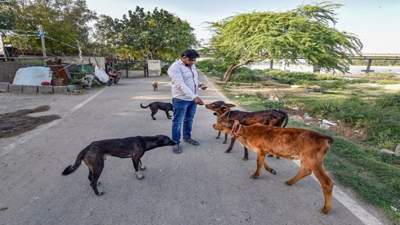 लॉकडाउन के दौरान नई दिल्ली में इन बेसहारा जानवरों को खाना खिलाता एक शख्स। ऐसे लोगों को देखने के बाद लगता है कि मानवता अभी बची हुई है।