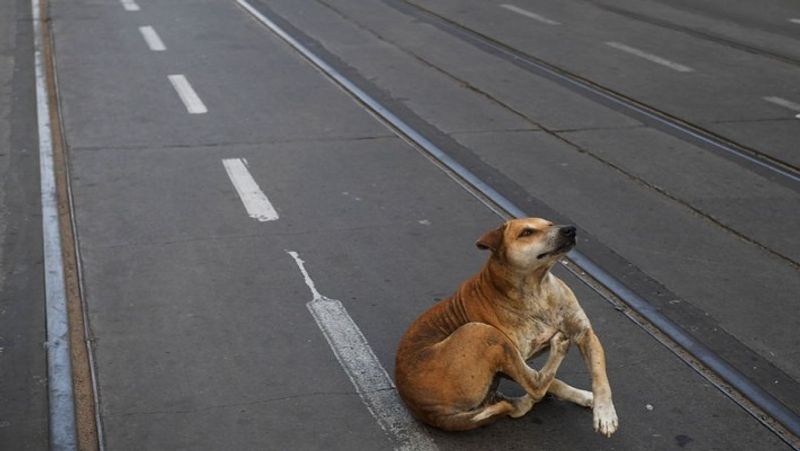 लॉकडाउन घोषित होने के बाद कोलकाता की एक सूनी सड़क के बीच में बैठा भूखा कुत्ता।