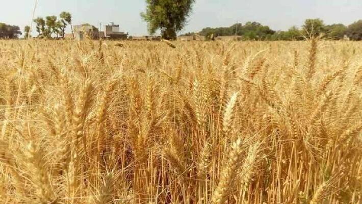 Workers not found for harvesting wheat crop, farmer hanged asa Workers not found for harvesting wheat crop, farmer hanged asa