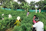 key points in organic farming from making natural fertilisers to water distribution
