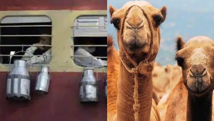 railway delivers 20 liter camel milk to mumbai railway delivers 20 liter camel milk to mumbai