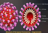 Why coronavirus is so lethal & fast-spreading: Its biology, disease, cure & call for united action