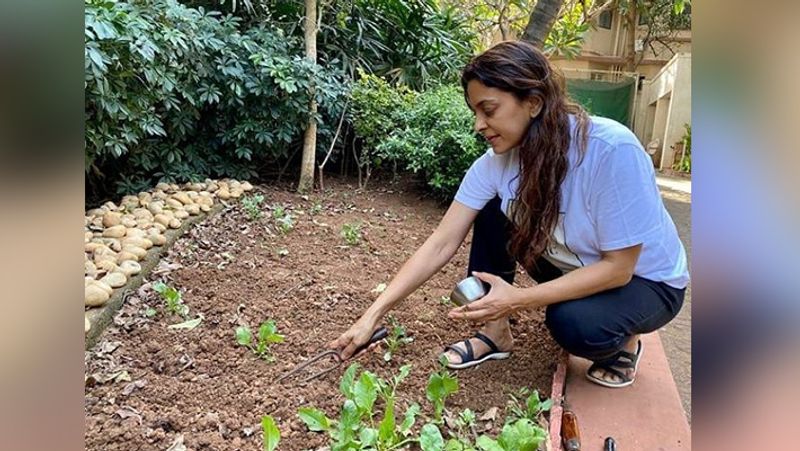 52 साल की जूही पिछले 8 सालों से खेती का काम कर रहीं हैं। वे अपने फॉर्म हाउस में ऑर्गेनिक सब्जियां उगाती हैं। उनके पास आम के 200 से ज्यादा पेड़ों वाला बगीचा है। बगीचे में चीकू, पपीते और अनार के भी कुछ पेड़ हैं।