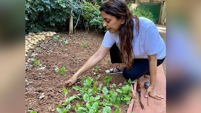 लंबे टाइम से खेती कर रही जूही ने बताया था, "मैं सिर्फ ऑर्गेनिक फसलें ही उगाती हूं। वाडा (महाराष्ट्र) स्थित फार्महाउस पर मैं ये सब कुछ उगाती हूं और मैं एक किसान हूं।"
