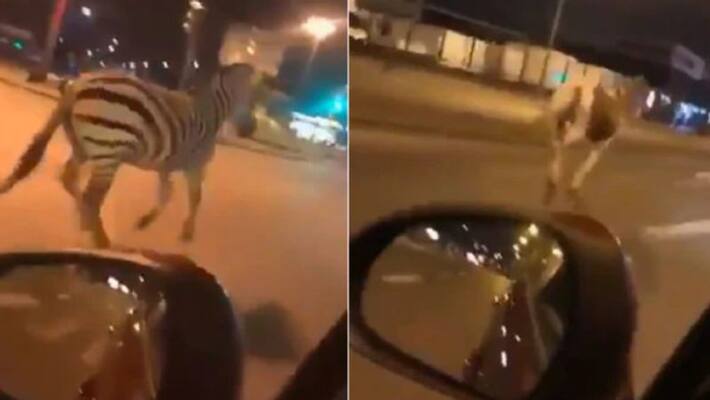 viral video in which zebra and horses running through busy roads viral video in which zebra and horses running through busy roads