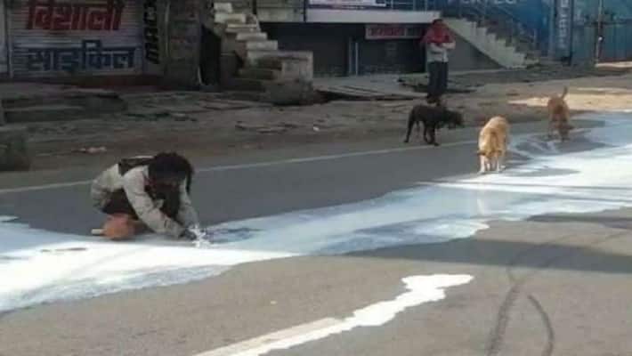 man and dogs sharing spilt milk on streets in agra shows ugly side of lockdown kpt man and dogs sharing spilt milk on streets in agra shows ugly side of lockdown kpt