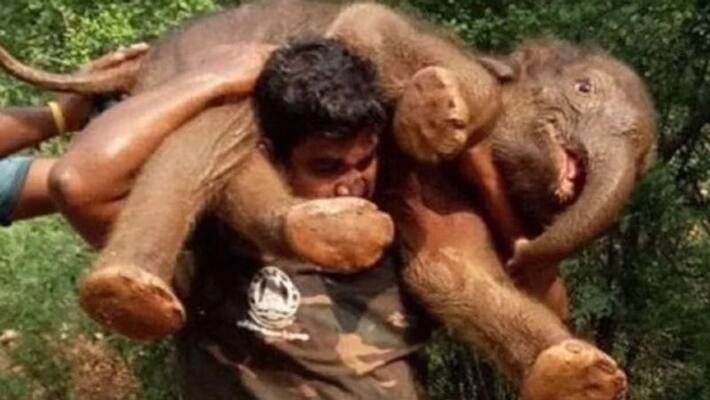 social media celebrates an old pic of forest guard who carried a baby elephant on his shoulders social media celebrates an old pic of forest guard who carried a baby elephant on his shoulders