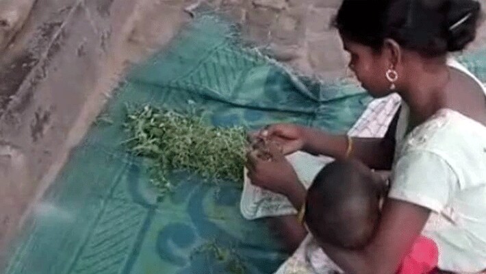 ऐसा ही एक मामला कुछ दिन पहले झारखंड के जमशेदपुर में सामने आया था। जब एक झोपड़ी में रहने वाले आदिवासी मजदूर परिवार का राशन खत्म हो गया था। जब सब्जी और अनाज नहीं बचा तो अनिता मुंनाडी नाम की महिला घास और पत्ते को तोड़-तोड़कर खाने को मजबूर हो गई। हालांकि इसकी पुष्टि नहीं हो पाई है।