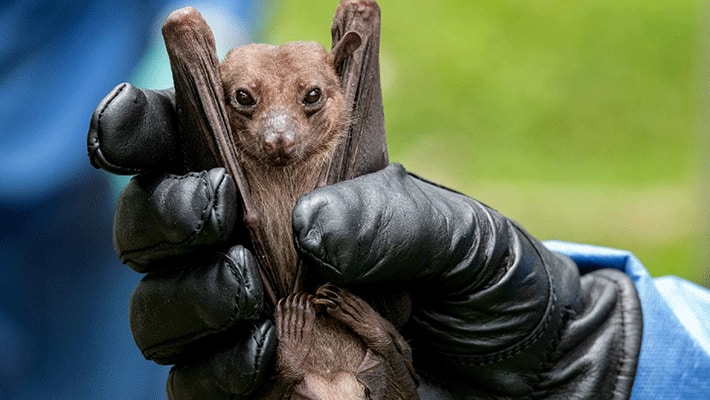 Coronavirus found in two bat species...ICMR information