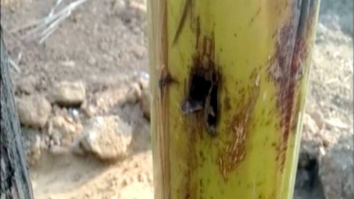 Unknown people destroyed banana plantation vadakkancherry Unknown people destroyed banana plantation vadakkancherry