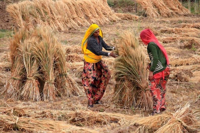 नई गाइडलाइंस में किसानों को कुछ राहत दी गई है। कृषि कार्यों, कृषि उत्पादों की खरीद, मंडियां खुलेंगी, कृषि से जुड़ीं मशीनरी की दुकानें भी 20 अप्रैल से खुलेंगी।