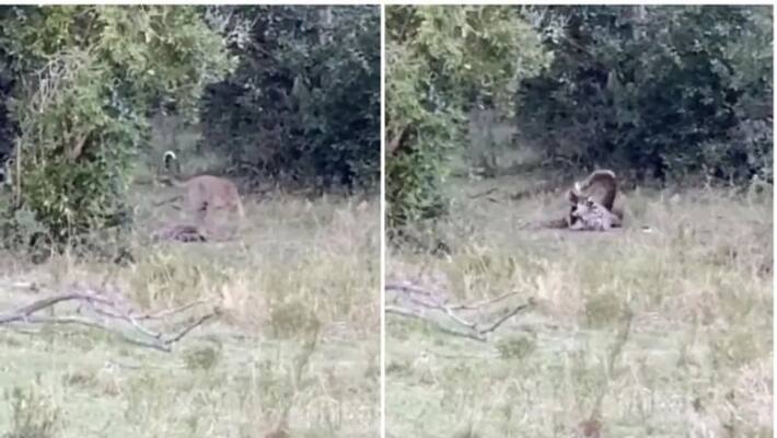 leopard and python caught in deadly battle in viral video leopard and python caught in deadly battle in viral video