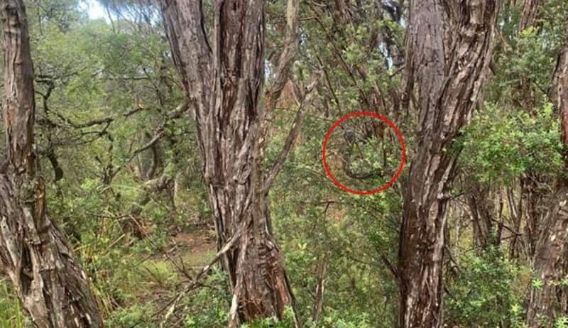snake catchers team shares a photo to spot out huge python