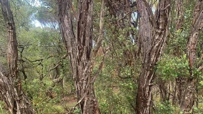 snake catchers team shares a photo to spot out huge python snake catchers team shares a photo to spot out huge python