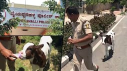 Cow melts the heart of Bengaluru Police officer, who turns gau rakshak