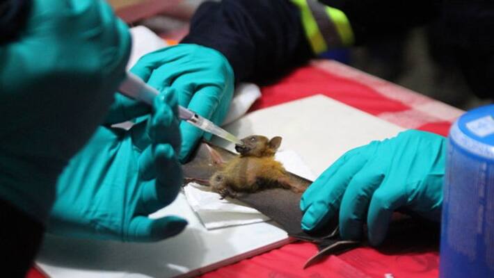 ICMR told whether bats can cause corona in humans kpn ICMR told whether bats can cause corona in humans kpn
