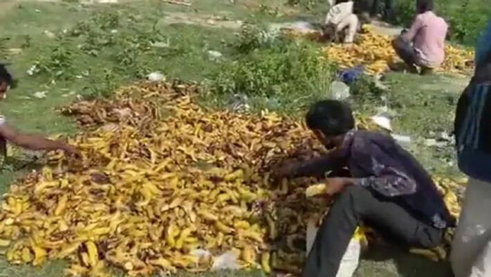 migrant workers in delhi pick bananas from trashed near a cremation ground migrant workers in delhi pick bananas from trashed near a cremation ground