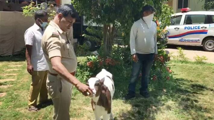 Bengaluru police officer Rescues Calf From Speeding Car Bengaluru police officer Rescues Calf From Speeding Car