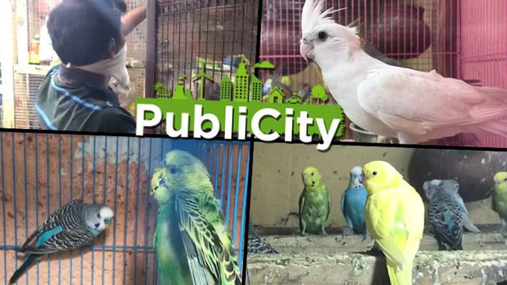 Eight-year-old Pakistani maid tortured to death for letting parrots free Eight-year-old Pakistani maid tortured to death for letting parrots free