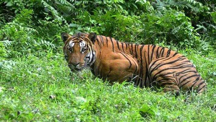 covid 19 poaching increases covid 19 poaching increases