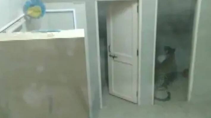 hospital staff found leopard inside hospital washroom hospital staff found leopard inside hospital washroom