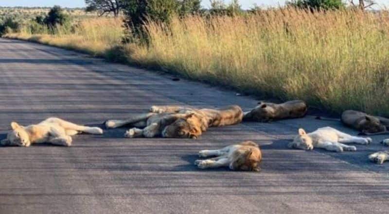 Coronavirus lockdown Lions sleep on road South Africa photos