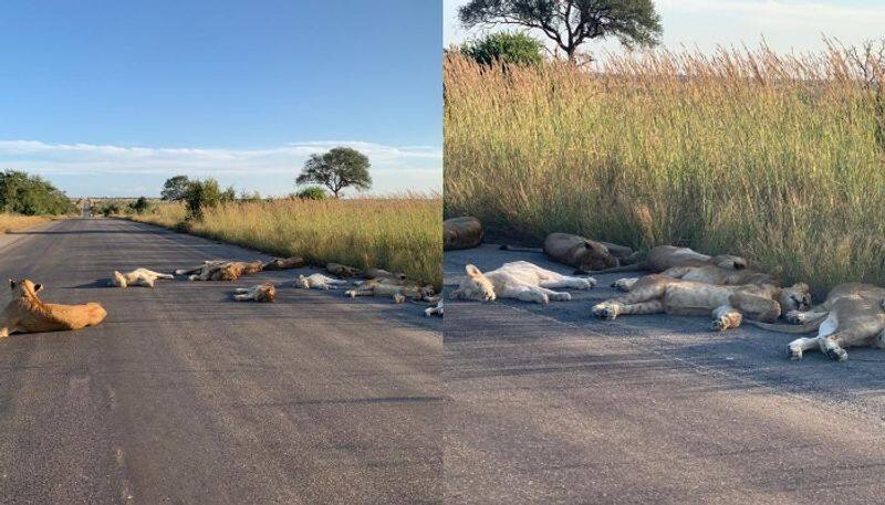 Lions nap on road during lockdown season