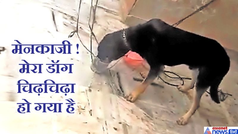 पटियाला के सफाबादी गेट के पास रहने वाले एक जूता कारोबारी कोरोना पॉजिटिव निकले थे। इसके बाद उन्हें पूरे परिवार सहित राजिंदरा अस्पताल के आइसोलेशन वार्ड में शिफ्ट किया गया था। घर में अकेला डॉग रह गया था। भूखा-प्यासा बंधा डॉग चिढ़चिढ़ा होने लगा था। इसकी सूचना कंपेशन फॉर एनीमल्स संस्था और एनीमल राइट्स एक्टिविस्ट प्राप्ति बजाज को मिली। उन्होंने पुलिस और नगर निगम प्रशासन को इसकी जानकार दी। लेकिन किसी ने कोई मदद नहीं की। इसके बाद बजाज ने डॉग के मालिक से बात करके सीधे सांसद मेनका गांधी से संपर्क किया। मेनका गांधी ने प्रशासन को कॉल किया। अब नगर निगम डॉग की देखभाल के लिए आगे आया है। वो उसे नहलाने, खाना खिलाने की जिम्मेदारी निभा रहा है। डॉग को सैनिटाइज करके घर में ही आइसोलेशन में रखा गया है।