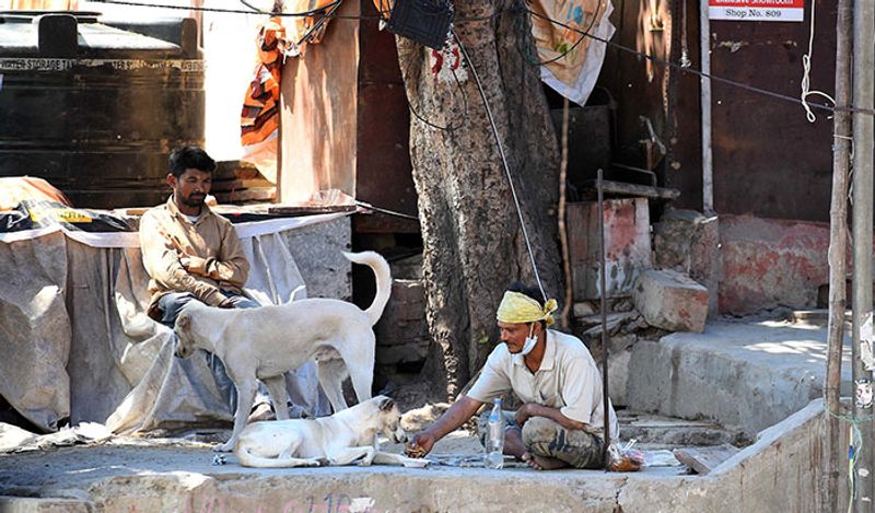 गरीब लोग भी अपने आसपास रहने वाले स्ट्रीट डॉग्स का पूरा ध्यान रख रहे हैं।
