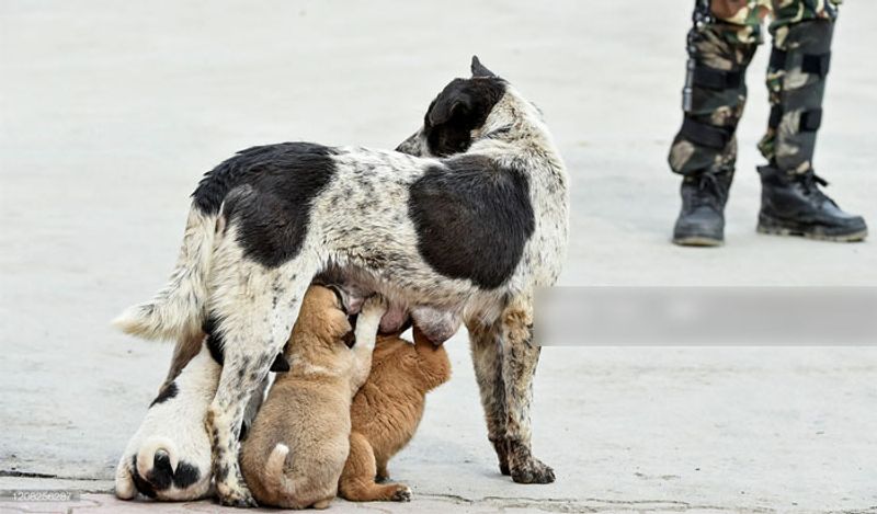 स्ट्रीट डॉग्स के लिए इस समय सबसे बड़ा संकट है।