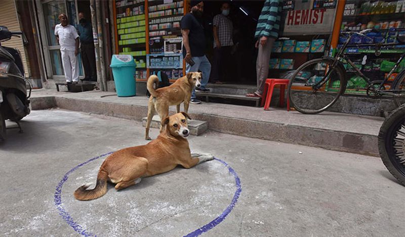 दुकानों के आसपास रहने वाले डॉग्स को दुकानदार नियमित कुछ न कुछ खिला रहे हैं।
