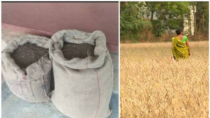 scarcity of daincha seeds scarcity of daincha seeds