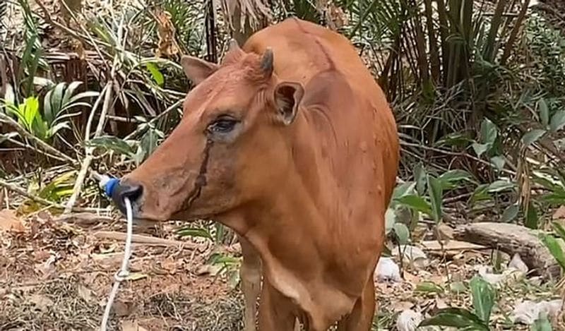 15 दिन के बाद गाय वहीं मिली, जहां उसे गोली मारी गई थी। किसान ने गाय को बूचड़खाने में ले जाकर मारना चाहा, लेकिन वहां भी गाय बच गई।
