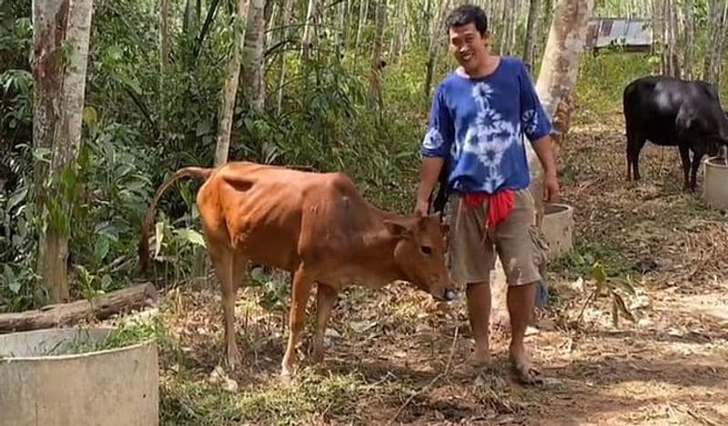 वहां रहने वाले 43 साल के सोमपॉरन नजिन ने अपनी गाय को मारने का फैसला किया। उसने गया को मारने के लिए उसके ऊपर गोली चलाई। 