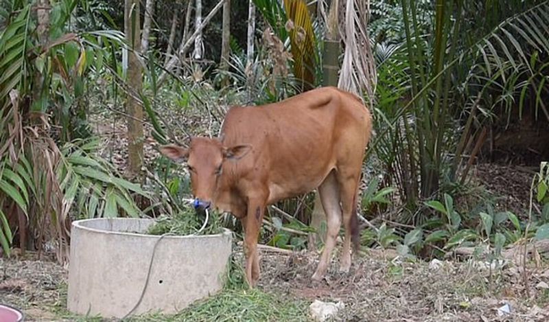 इसके बाद किसान गाय को घर ले आया। और उसे भगवान का अवतार मान छोड़ दिया। गाय अब खुलेआम गांव में घूमती है।
