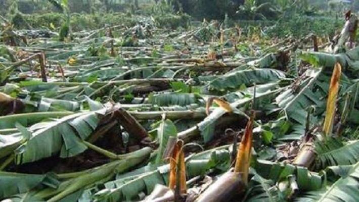 pre monsoon effect Chikkamagaluru district lose 59 Lakhs rupees pre monsoon effect Chikkamagaluru district lose 59 Lakhs rupees