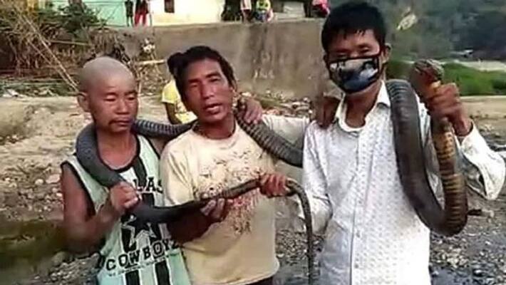 No Rice Left Amid Lockdown, Arunachal Hunters Kill King Cobra For Meal No Rice Left Amid Lockdown, Arunachal Hunters Kill King Cobra For Meal