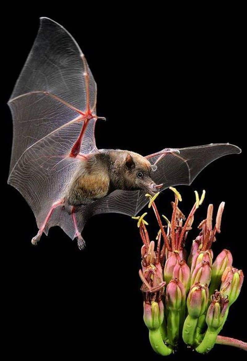 if we plan to destroying  bats  what will happen - environments says