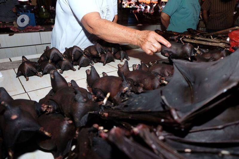 if we plan to destroying  bats  what will happen - environments says