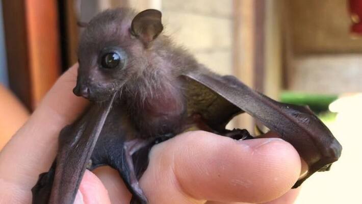 if we plan to destroying bats what will happen - environments says if we plan to destroying bats what will happen - environments says
