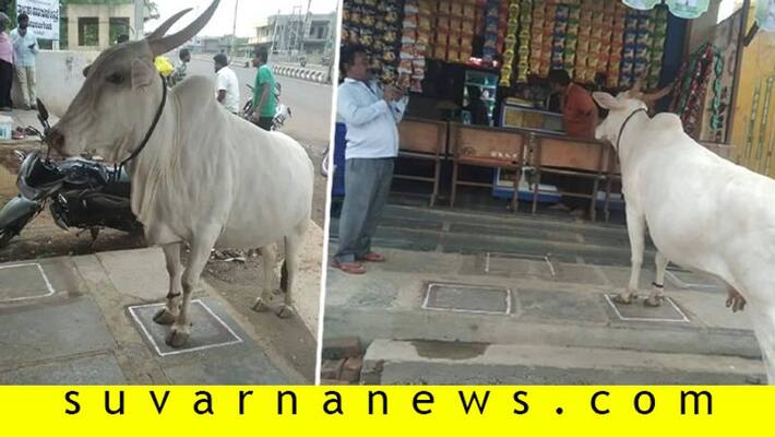 Cow did Maintain Social Distance in Basavana Bagewadi in Vijayapura District during India LockDown Cow did Maintain Social Distance in Basavana Bagewadi in Vijayapura District during India LockDown
