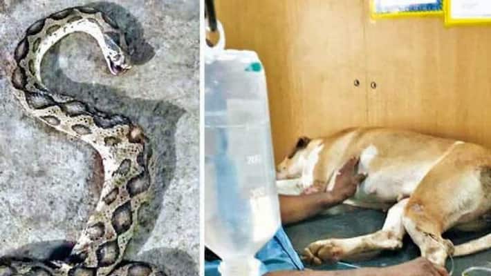 dog fought with snake to safeguard owner's family dog fought with snake to safeguard owner's family