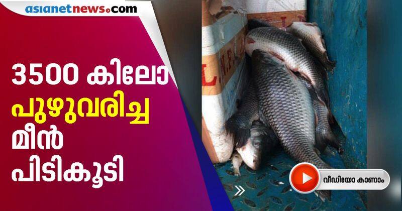 <p>food safety department found damaged fish at palakkad</p>

