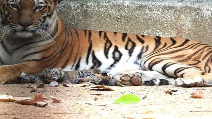 Anushka tigress gave birth to 3 children in Birsa Munda zoo MJA Anushka tigress gave birth to 3 children in Birsa Munda zoo MJA