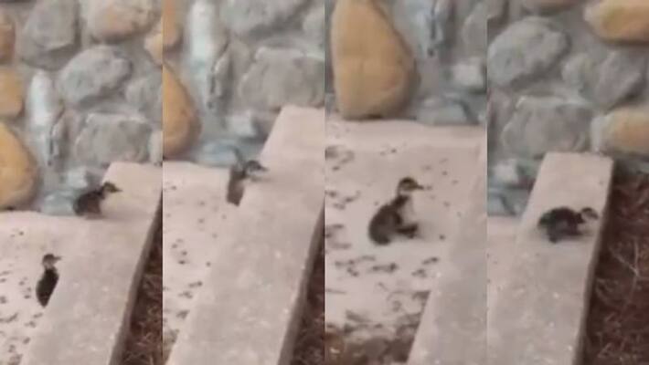 duckling falls many times while climbing up step duckling falls many times while climbing up step