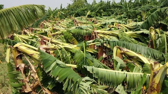 Loss Horticultural Crop for Heavy Rain in Haveri district Loss Horticultural Crop for Heavy Rain in Haveri district
