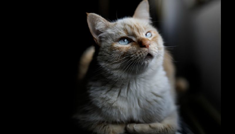 2 cats in New York become first US pets to test positive for coronavirus