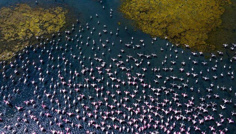 Thousands Of Flamingos makes navi Mumbai Pink amid lock down