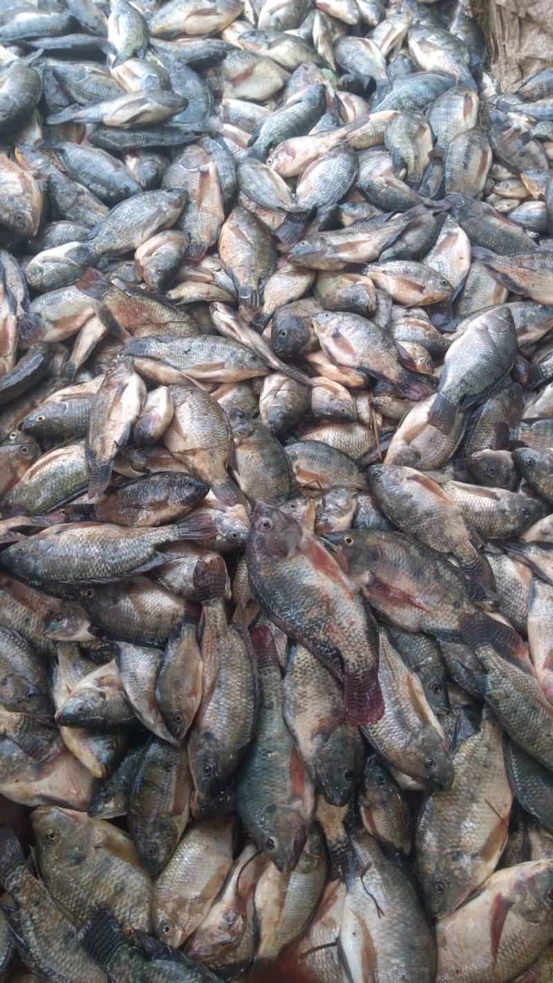 Photo gallery of lake fishing in madikeri